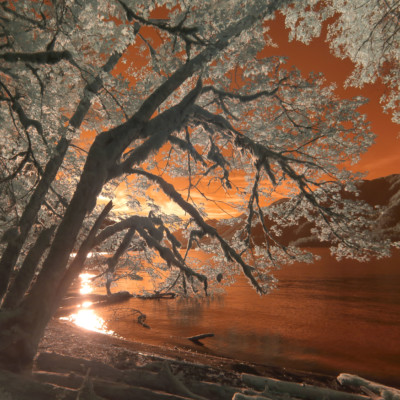 Jeff Aspnes - Dreaming Trees - 16x20 - metallic color print