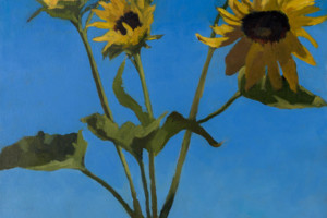 Wild Sunflowers