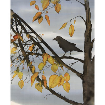 Doe-Raven In Yellow Birch