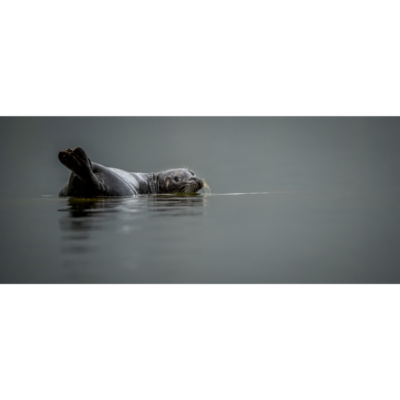 Caroff_Harbour-Seal