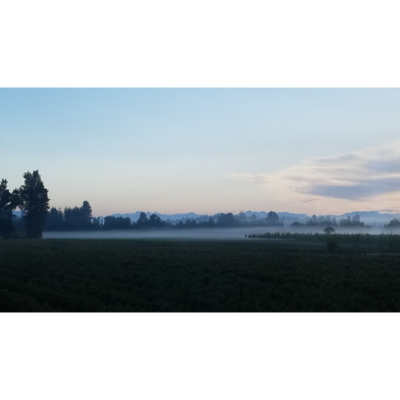 Dhaliwal_Foggy-Mornings