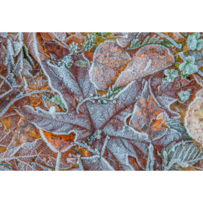 Green_Frosted Maple Leaves