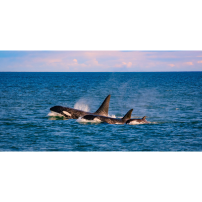 James_Family-Of-Transient-Orca-Whales