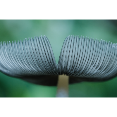 Scholtz_Elegant-Simplicity-Forest-Mushroom