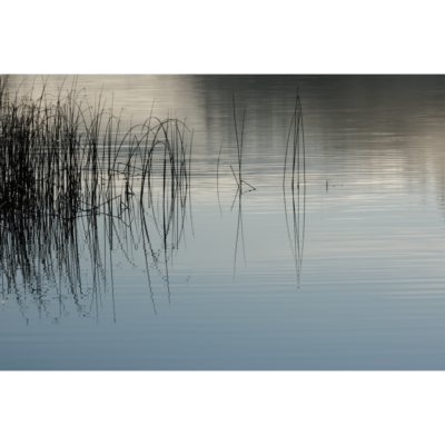 Scholtz_Reeds-and-Reflections