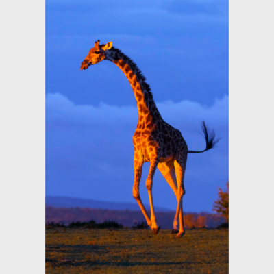 Aikenhead_When-Giraffes-Could-Fly
