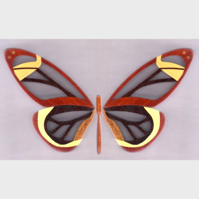 Noll_Clearwing_Butterfly