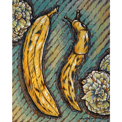Banana-Slug