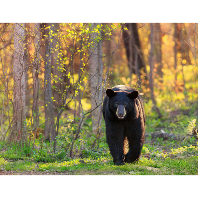 Lisa Aikenhead_Black Bear in Sun-Dappled Woods