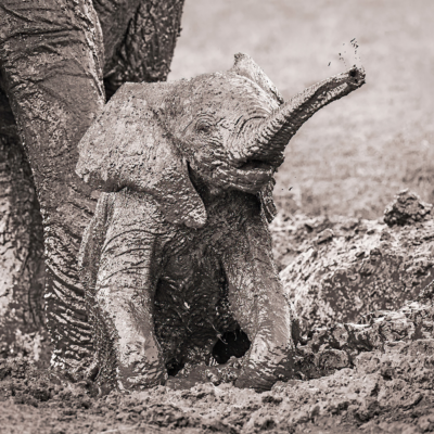 Lisa Aikenhead_Happiness is an Elephant Mud Bath