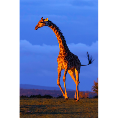Lisa Aikenhead_When Giraffes Could Fly